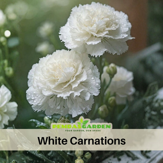 White Carnations Seeds - Dianthus Seeds, 30 seeds