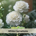 30 White Carnations - Dianthus Seeds - Authentic - Open-Pollinated - Organic - Heirloom - Flower Seeds - Mix Seeds to Plant - #ca3