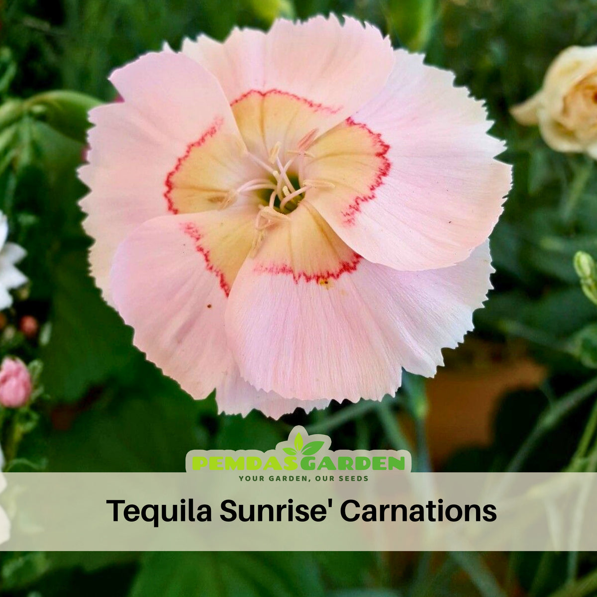 Tequila Sunrise & Seeds - Carnations, 30 seeds