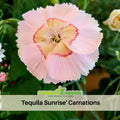 30 Tequila Sunrise&- Authentic - Open-Pollinated - Organic - Heirloom - Flower Seeds - Mix Seeds to Plant - #39; Carnations #ca30