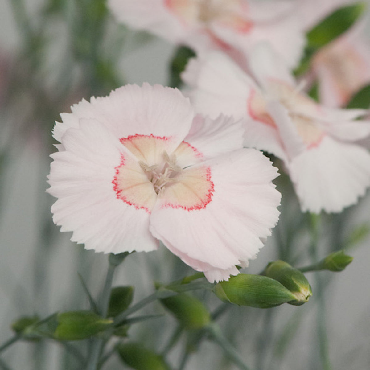 Tequila Sunrise & Seeds - Carnations, 30 seeds