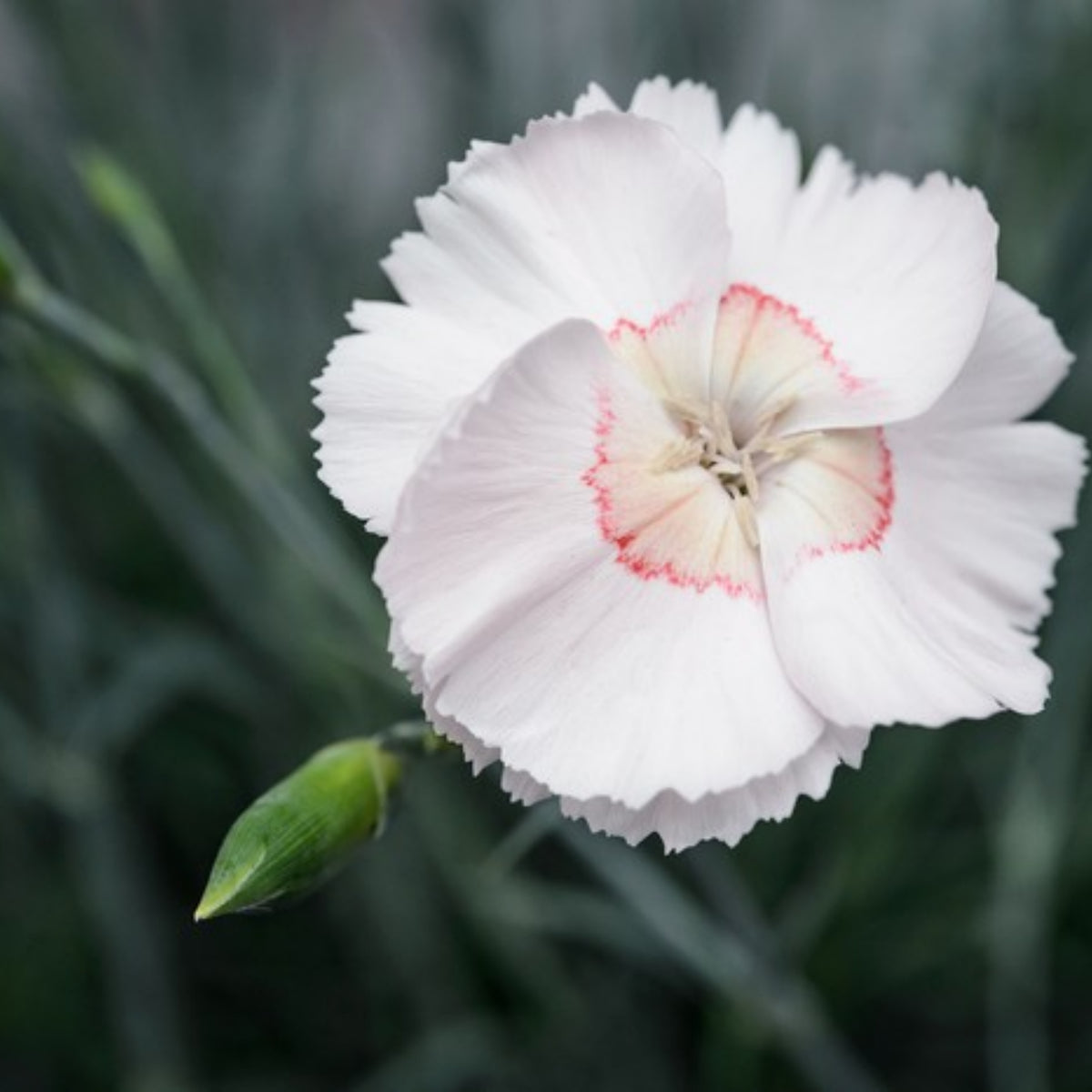 Tequila Sunrise & Seeds - Carnations, 30 seeds