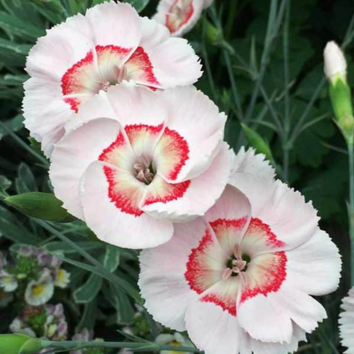 Tequila Sunrise & Seeds - Carnations, 30 seeds