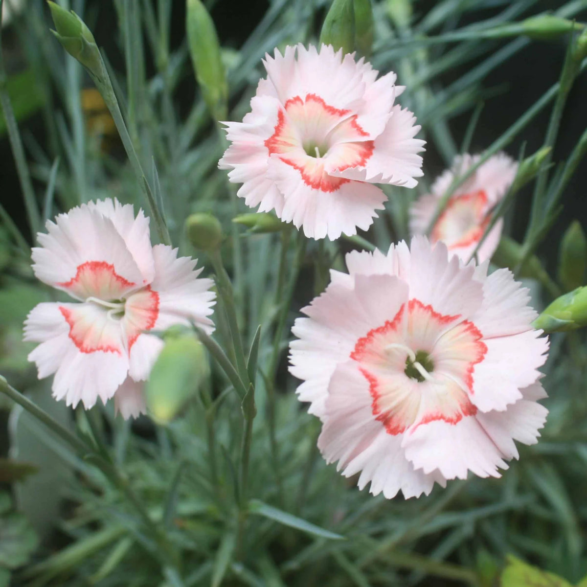Tequila Sunrise & Seeds - Carnations, 30 seeds