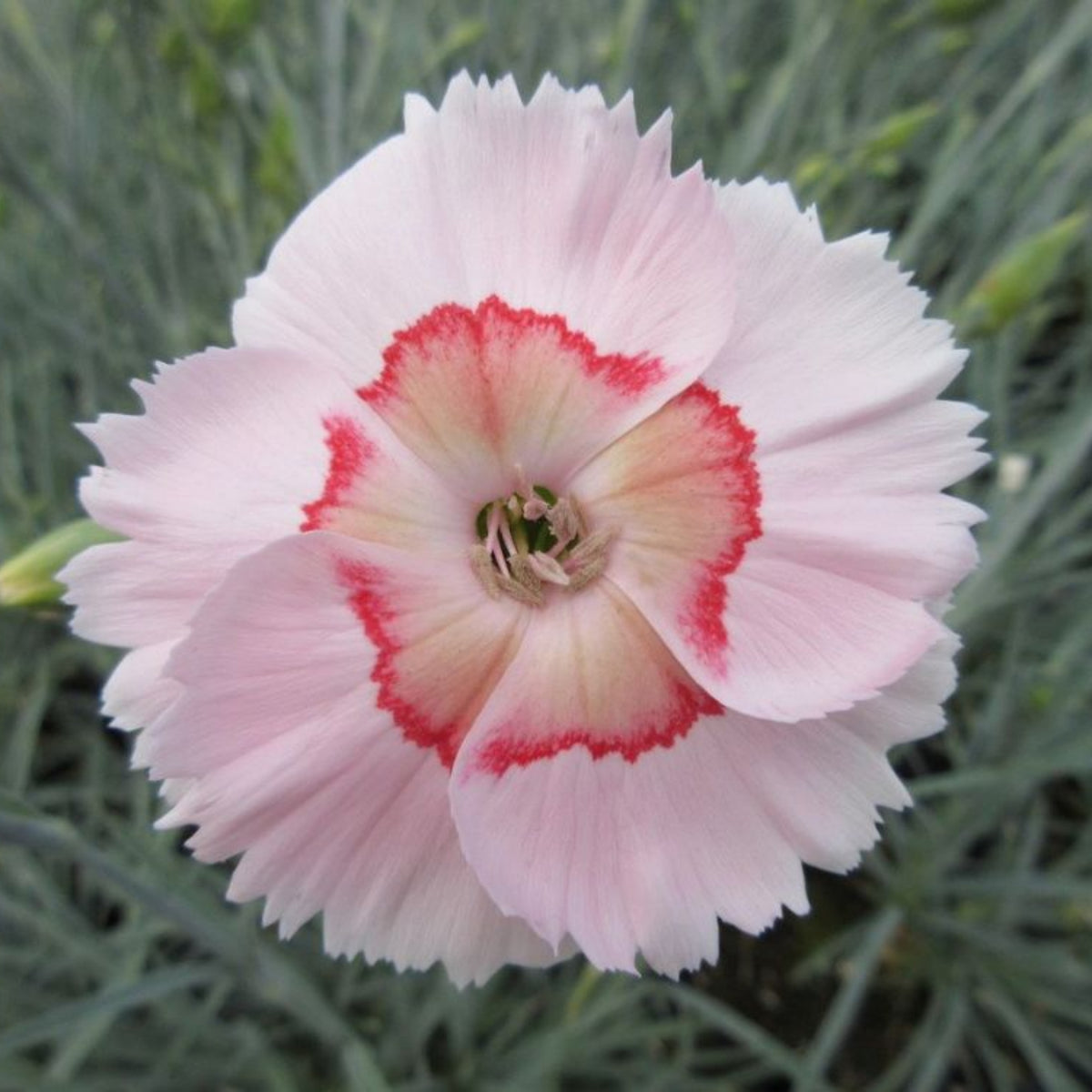 Tequila Sunrise & Seeds - Carnations, 30 seeds