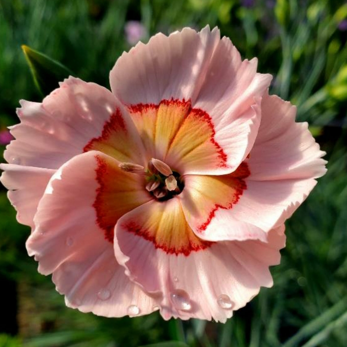 Tequila Sunrise & Seeds - Carnations, 30 seeds