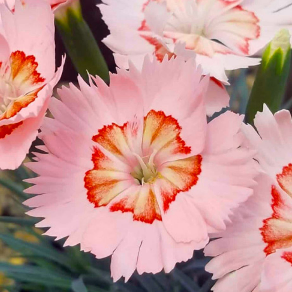 Tequila Sunrise & Seeds - Carnations, 30 seeds
