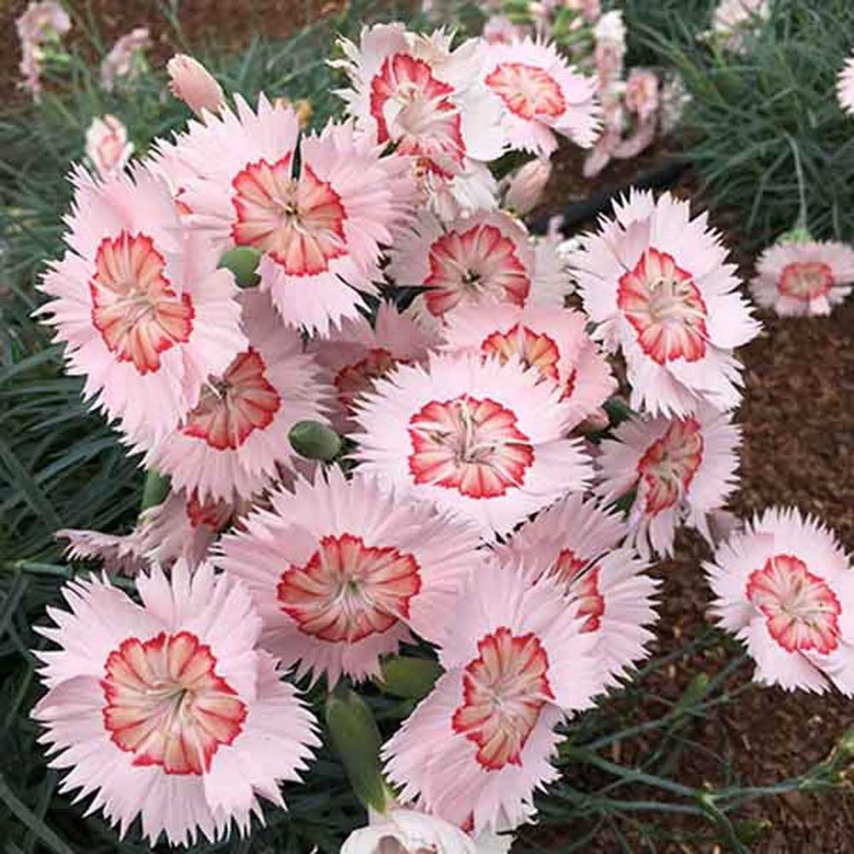 Tequila Sunrise & Seeds - Carnations, 30 seeds