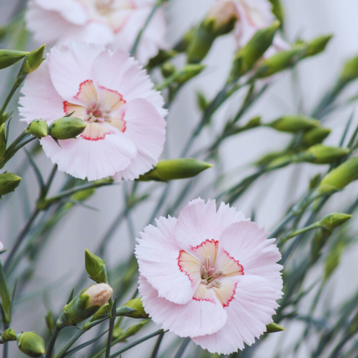 Tequila Sunrise & Seeds - Carnations, 30 seeds