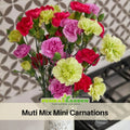 30 Muti Mix Mini Carnations - Dianthus Seeds - Authentic - Open-Pollinated - Organic - Heirloom - Flower Seeds - Mix Seeds to Plant - #ca31