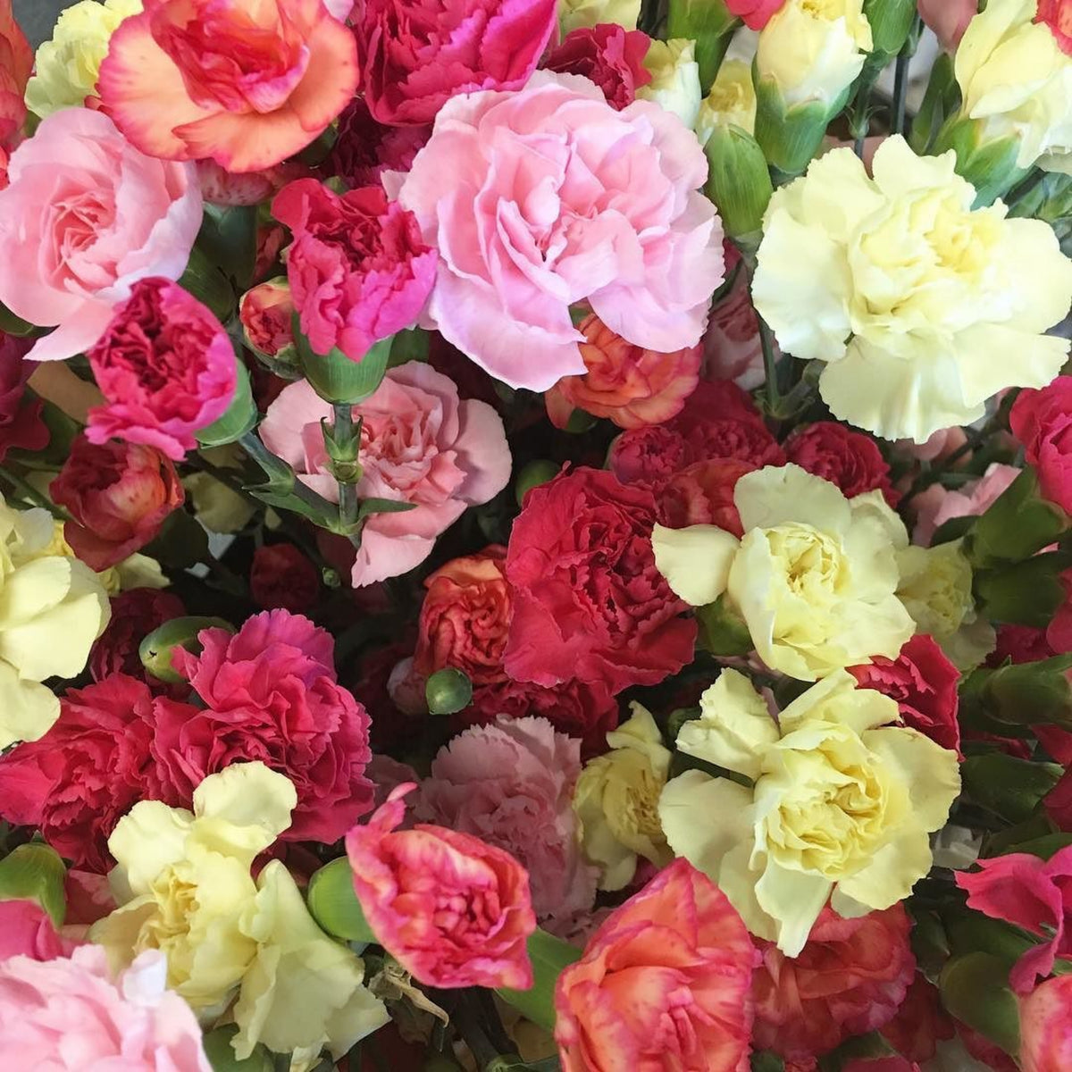 Multi Mix Mini Carnations Seeds - Dianthus Seeds, 30 seeds