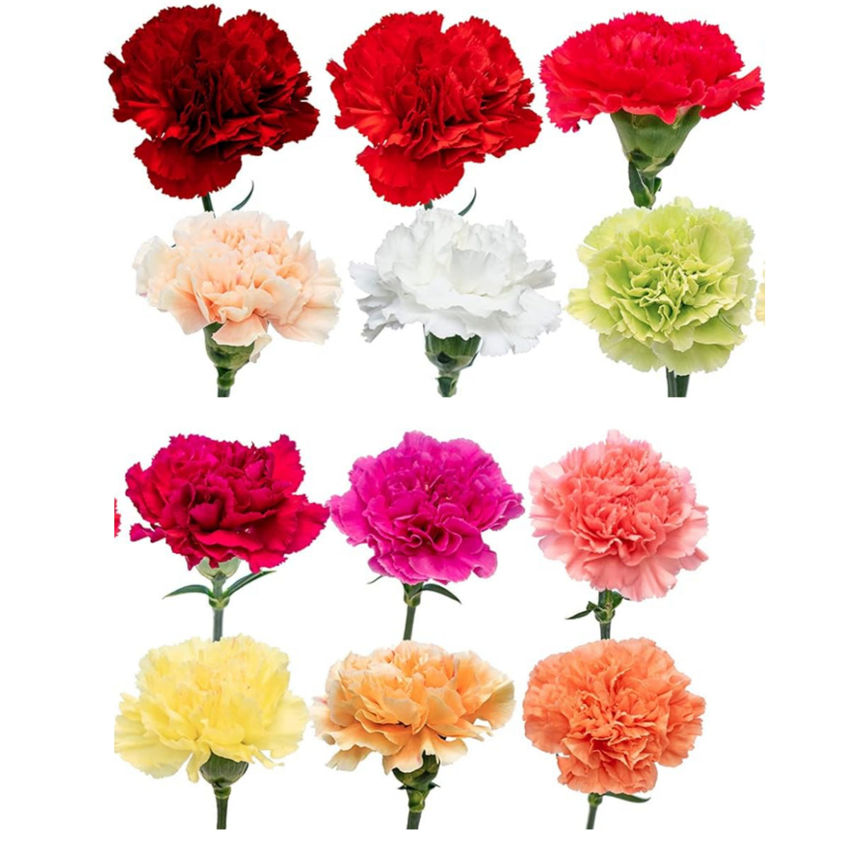 Multi Mix Mini Carnations Seeds - Dianthus Seeds, 30 seeds