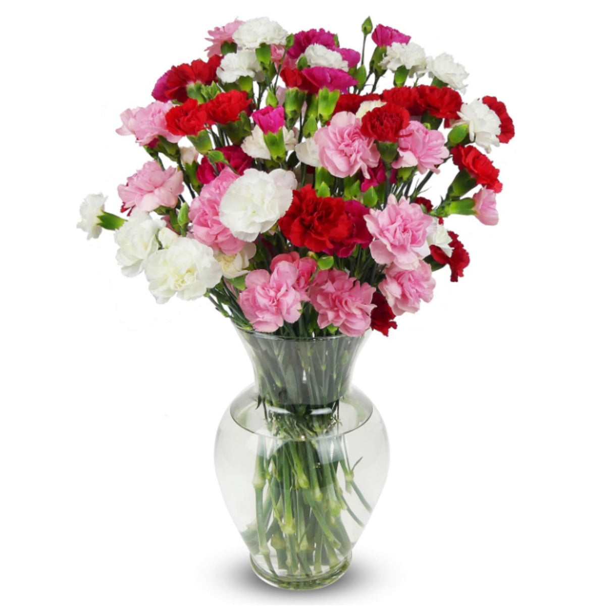 Multi Mix Mini Carnations Seeds - Dianthus Seeds, 30 seeds