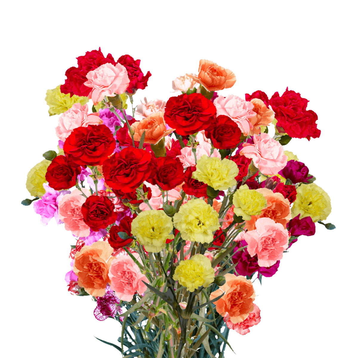 Multi Mix Mini Carnations Seeds - Dianthus Seeds, 30 seeds
