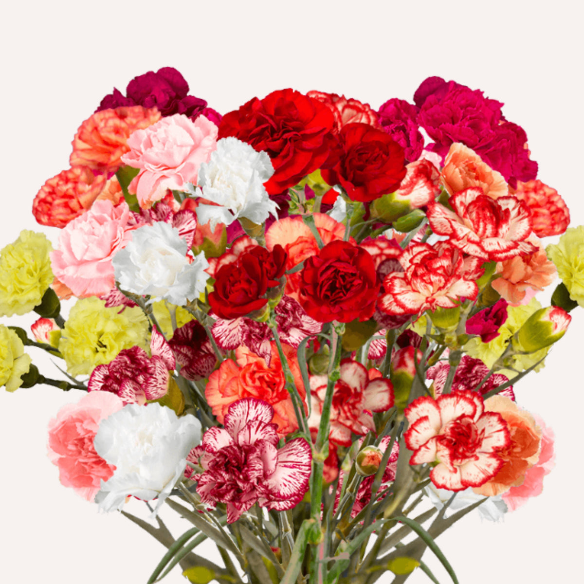 Multi Mix Mini Carnations Seeds - Dianthus Seeds, 30 seeds