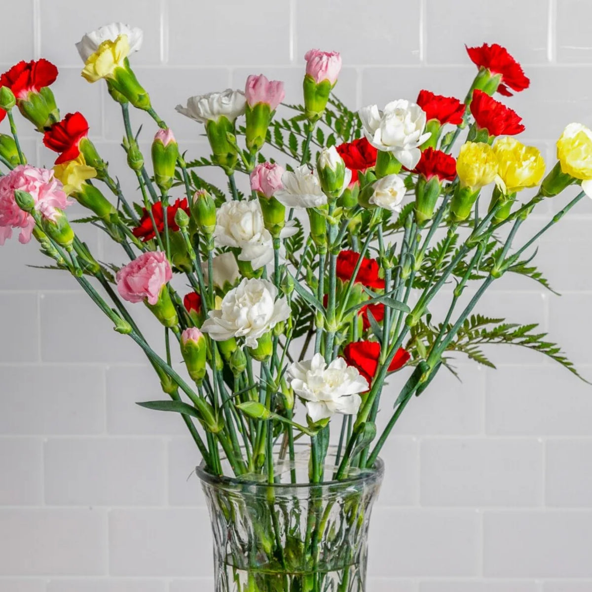 Multi Mix Mini Carnations Seeds - Dianthus Seeds, 30 seeds