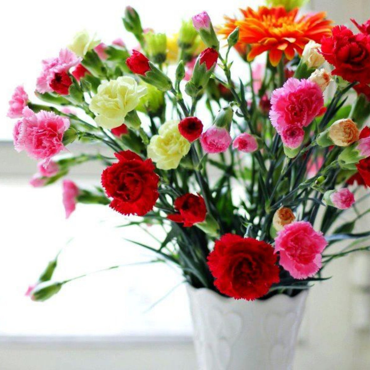 Multi Mix Mini Carnations Seeds - Dianthus Seeds, 30 seeds
