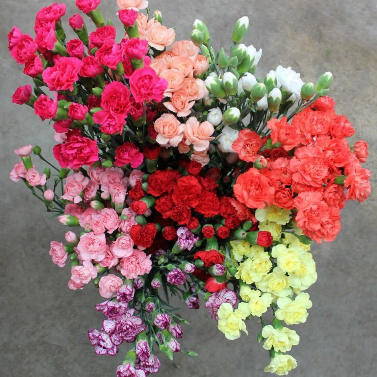 Multi Mix Mini Carnations Seeds - Dianthus Seeds, 30 seeds
