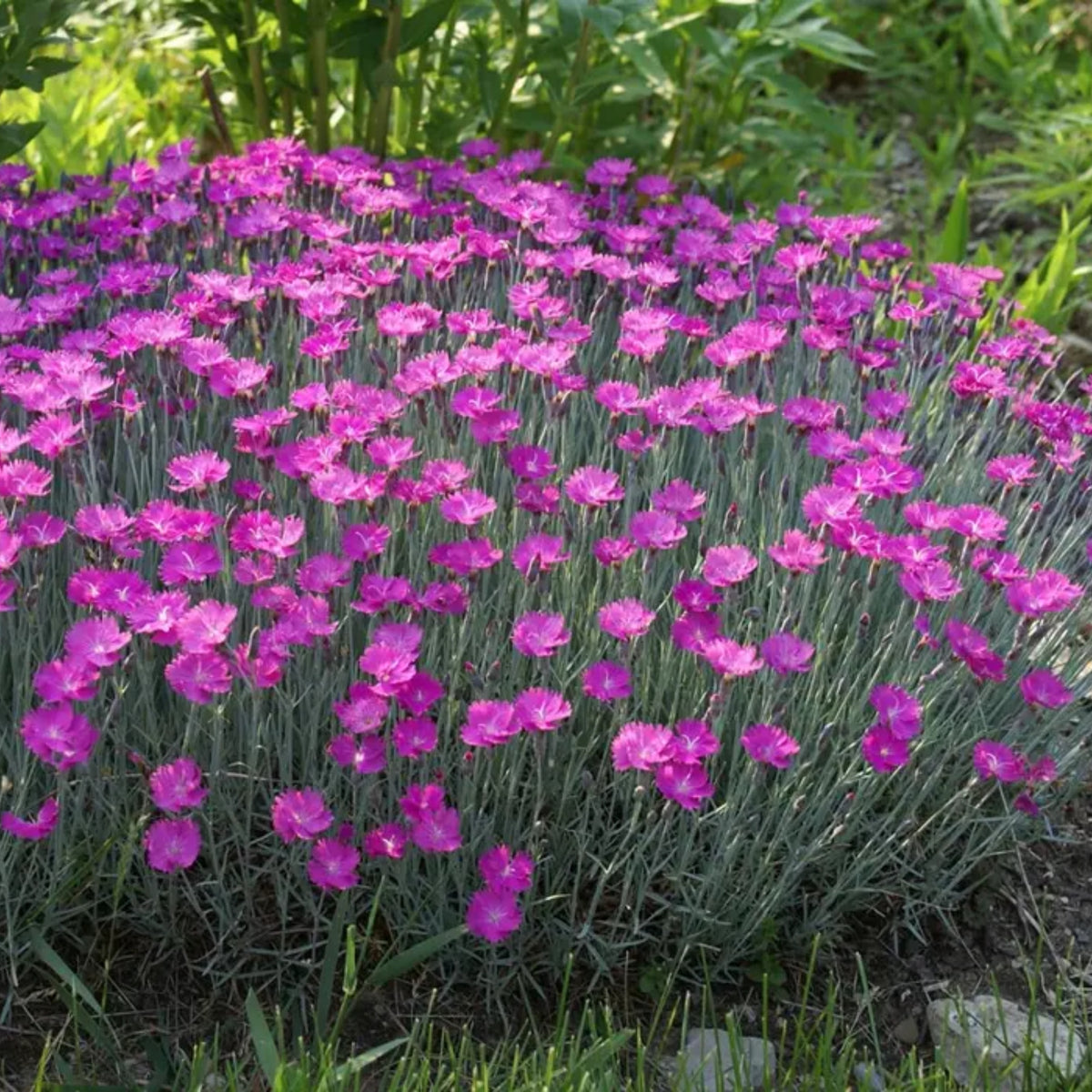 Pink Firewitch Carnations Seeds, 30 seeds