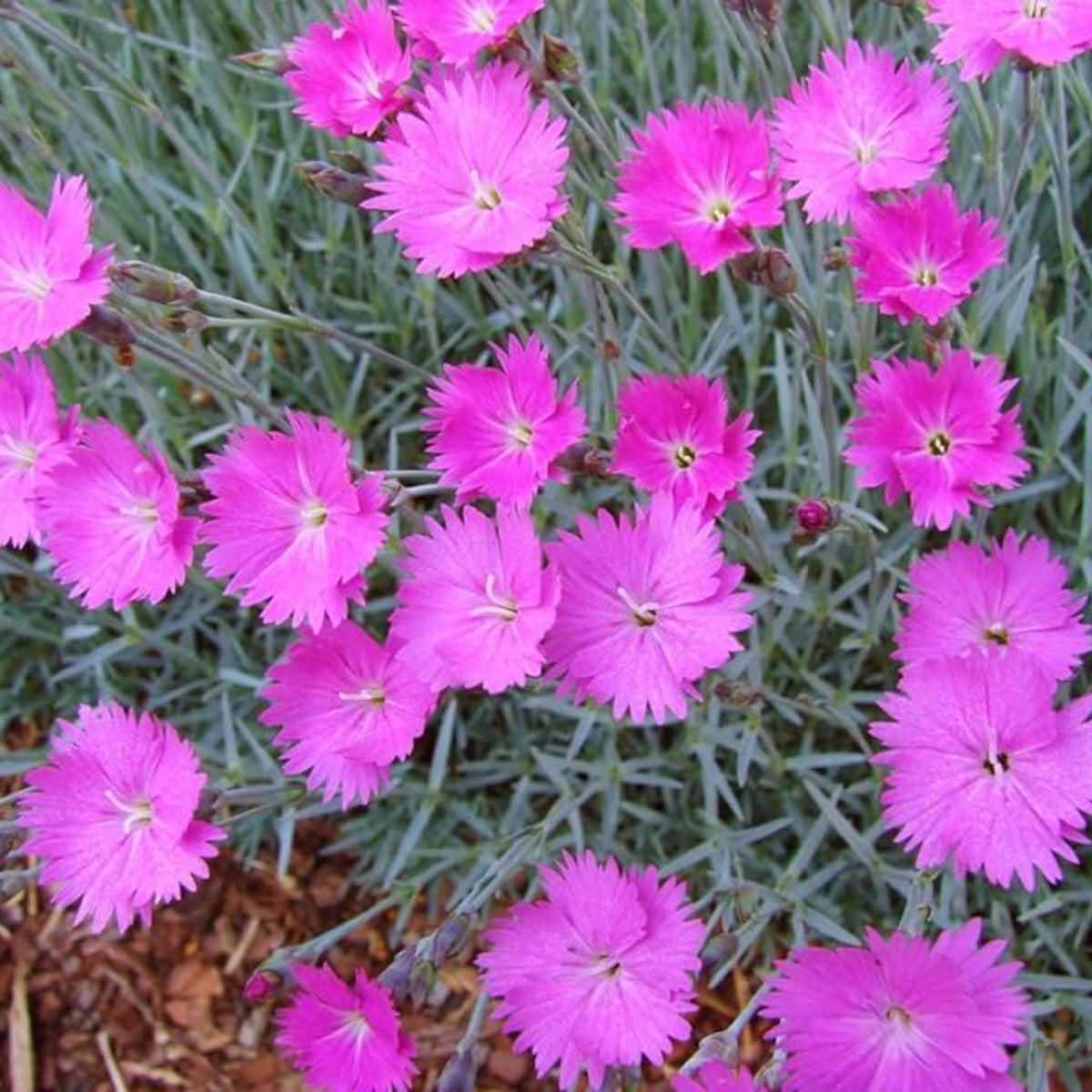 Pink Firewitch Carnations Seeds, 30 seeds