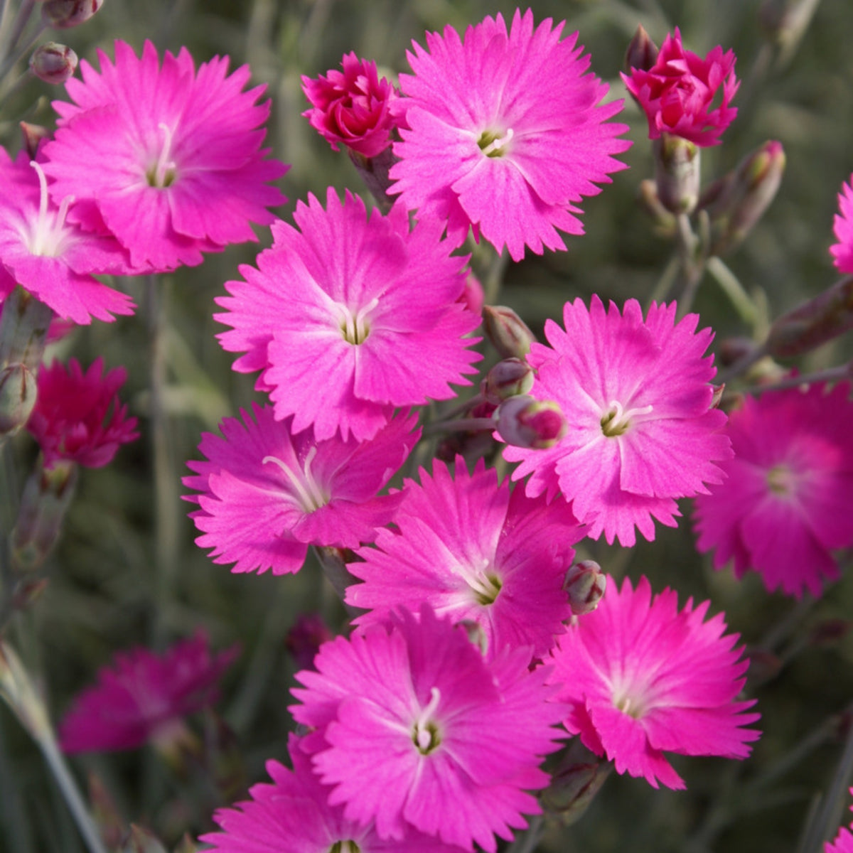 Pink Firewitch Carnations Seeds, 30 seeds
