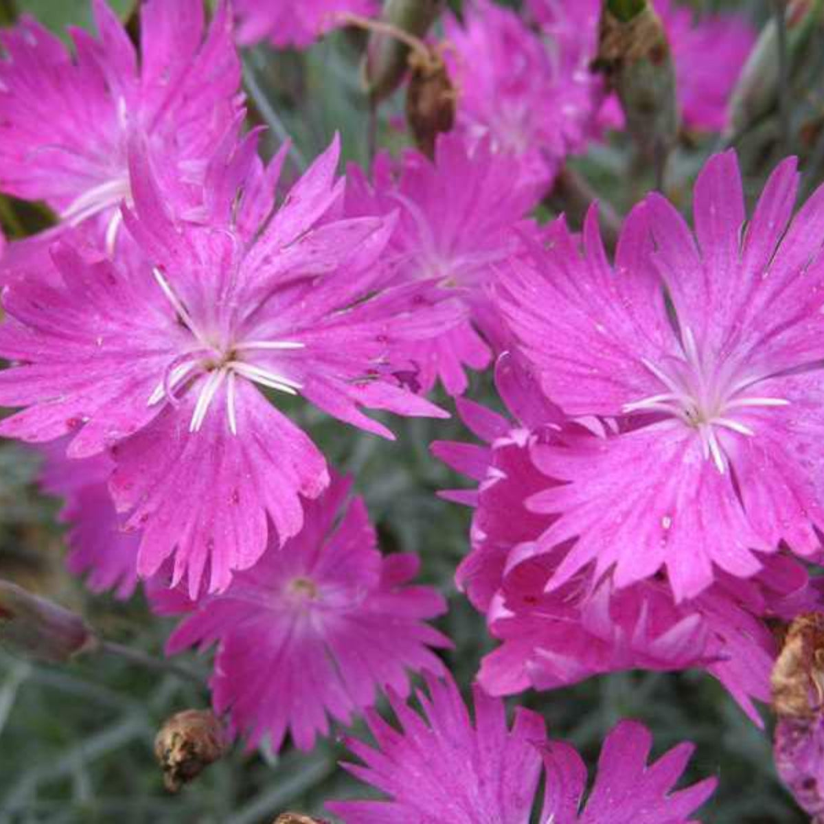 Pink Firewitch Carnations Seeds, 30 seeds