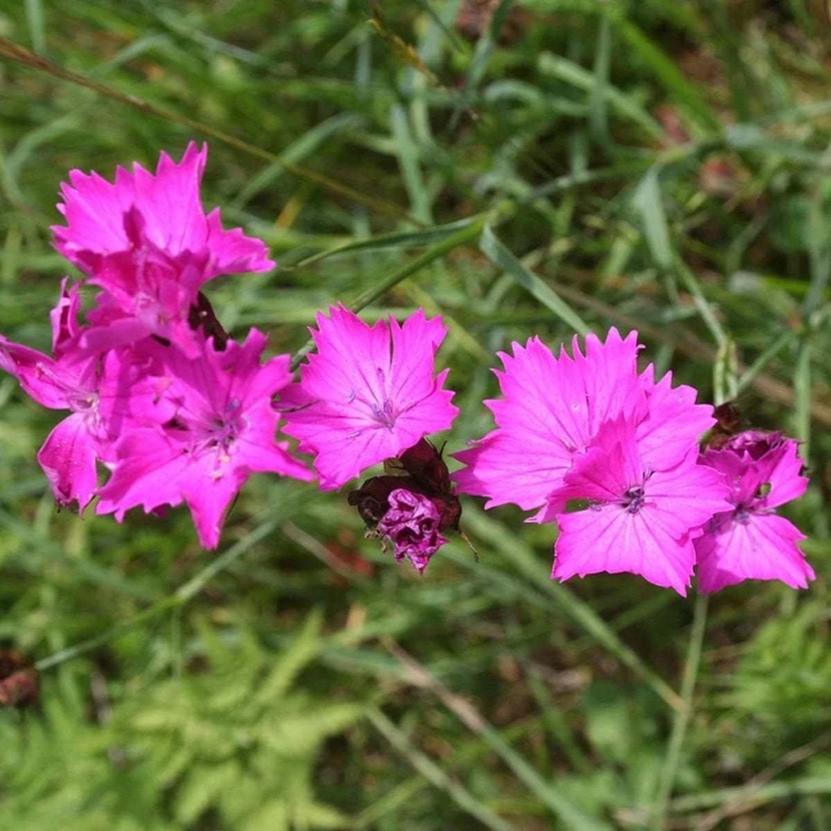 Pink Firewitch Carnations Seeds, 30 seeds