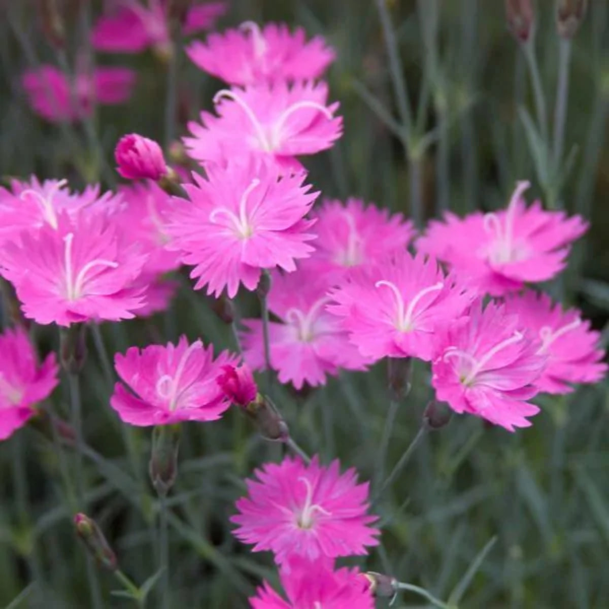 Pink Firewitch Carnations Seeds, 30 seeds