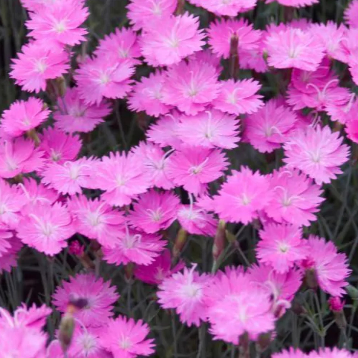 Pink Firewitch Carnations Seeds, 30 seeds