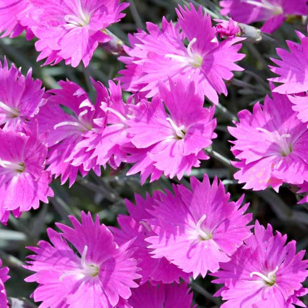 Pink Firewitch Carnations Seeds, 30 seeds