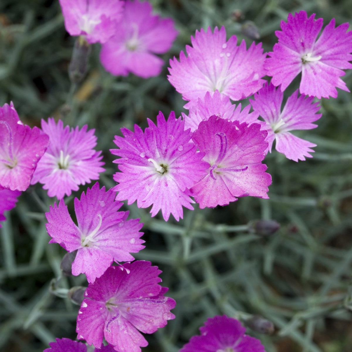 Pink Firewitch Carnations Seeds, 30 seeds