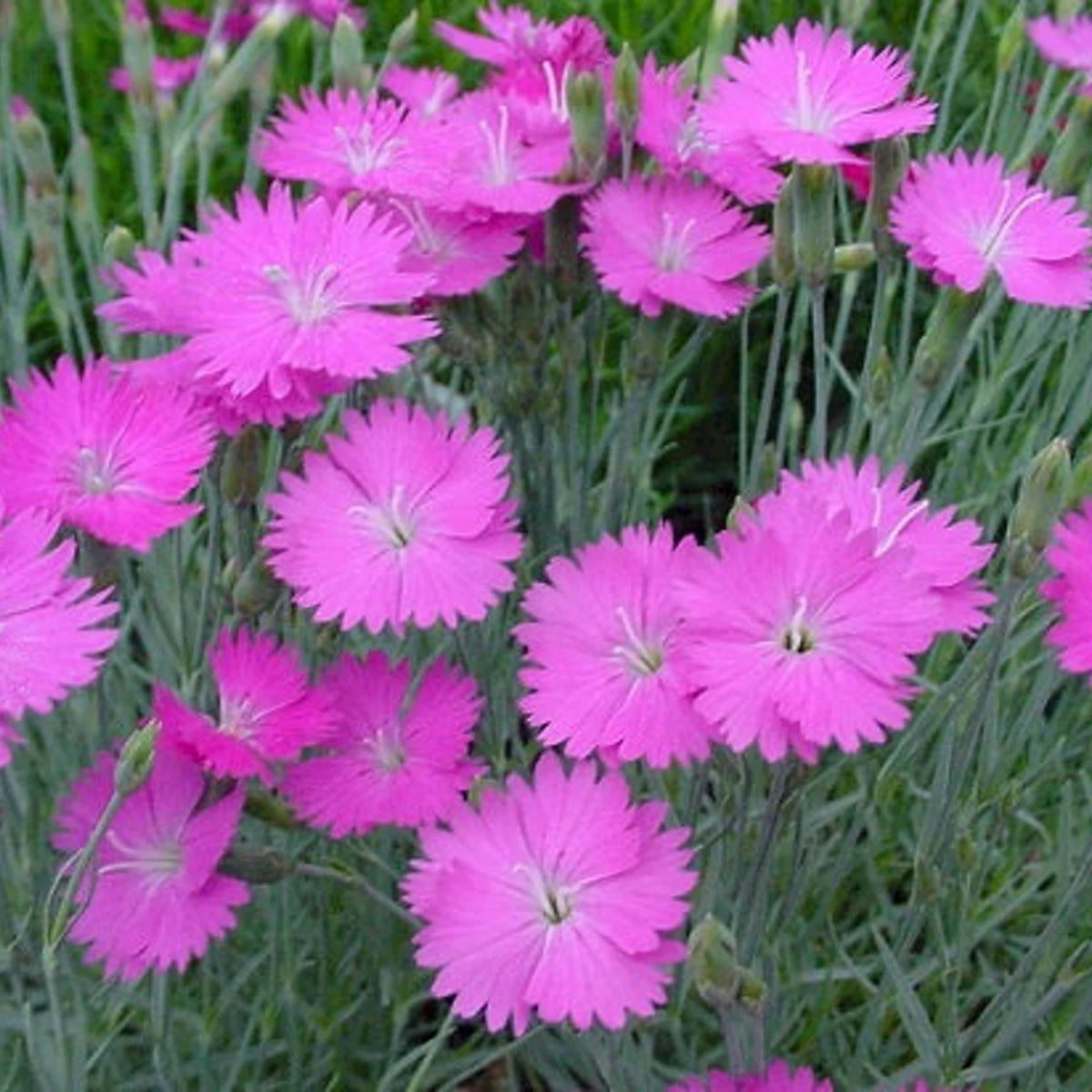 Pink Firewitch Carnations Seeds, 30 seeds