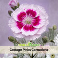 30 Cottage Pinks Carnations - Dianthus Seeds - Authentic - Open-Pollinated - Organic - Heirloom - Flower Seeds - Mix Seeds to Plant - #ca33