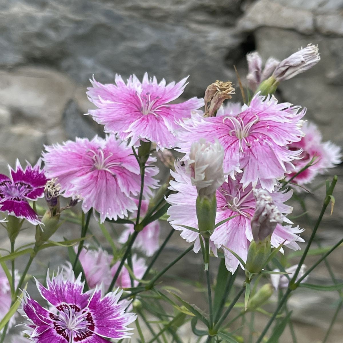 Cottage Pinks Carnations Seeds - Dianthus Seeds, 30 seeds