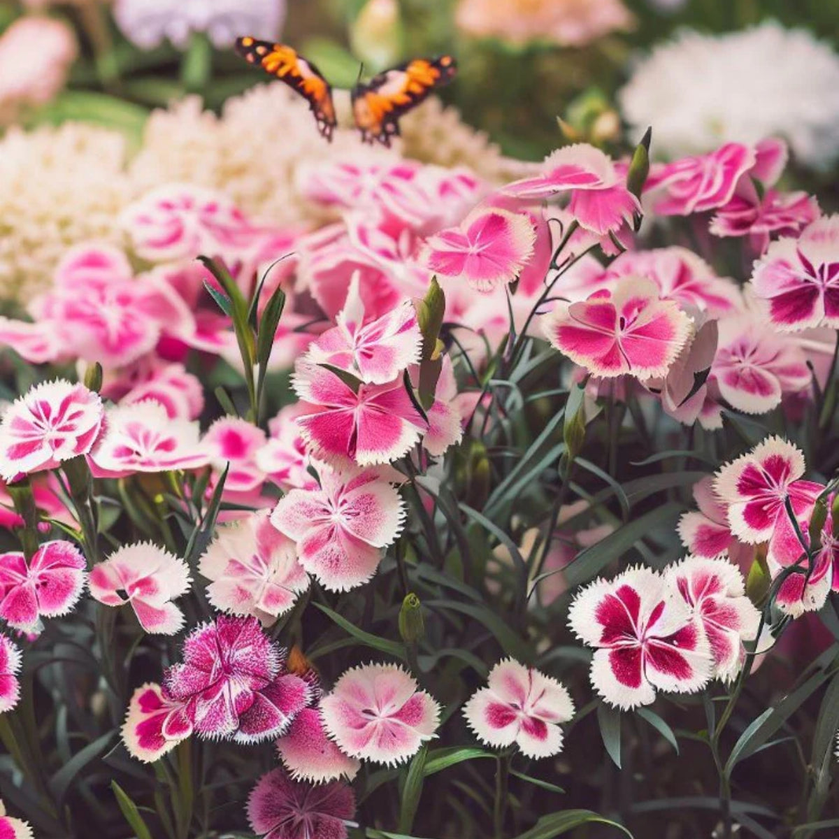 Cottage Pinks Carnations Seeds - Dianthus Seeds, 30 seeds