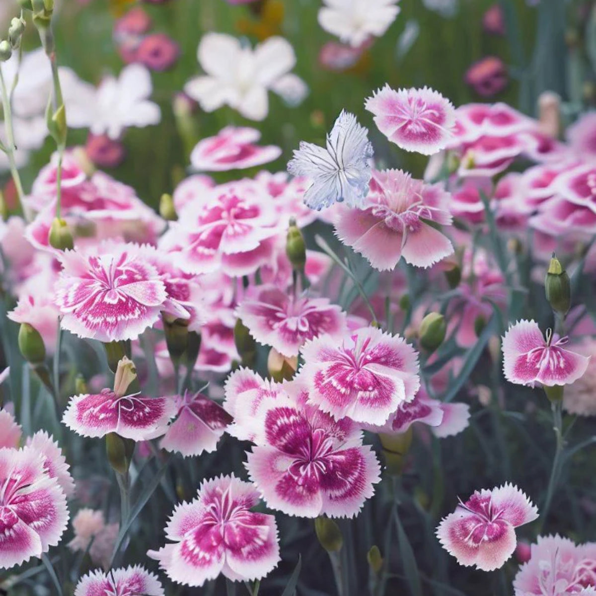 Cottage Pinks Carnations Seeds - Dianthus Seeds, 30 seeds
