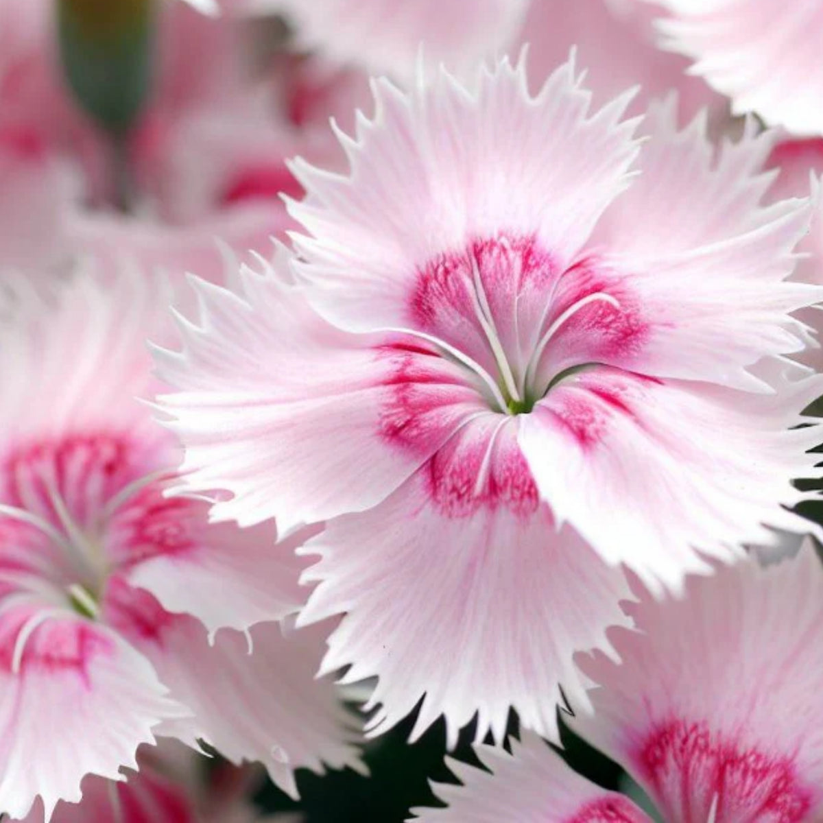 Cottage Pinks Carnations Seeds - Dianthus Seeds, 30 seeds