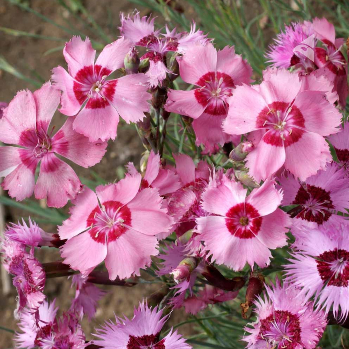 Cottage Pinks Carnations Seeds - Dianthus Seeds, 30 seeds
