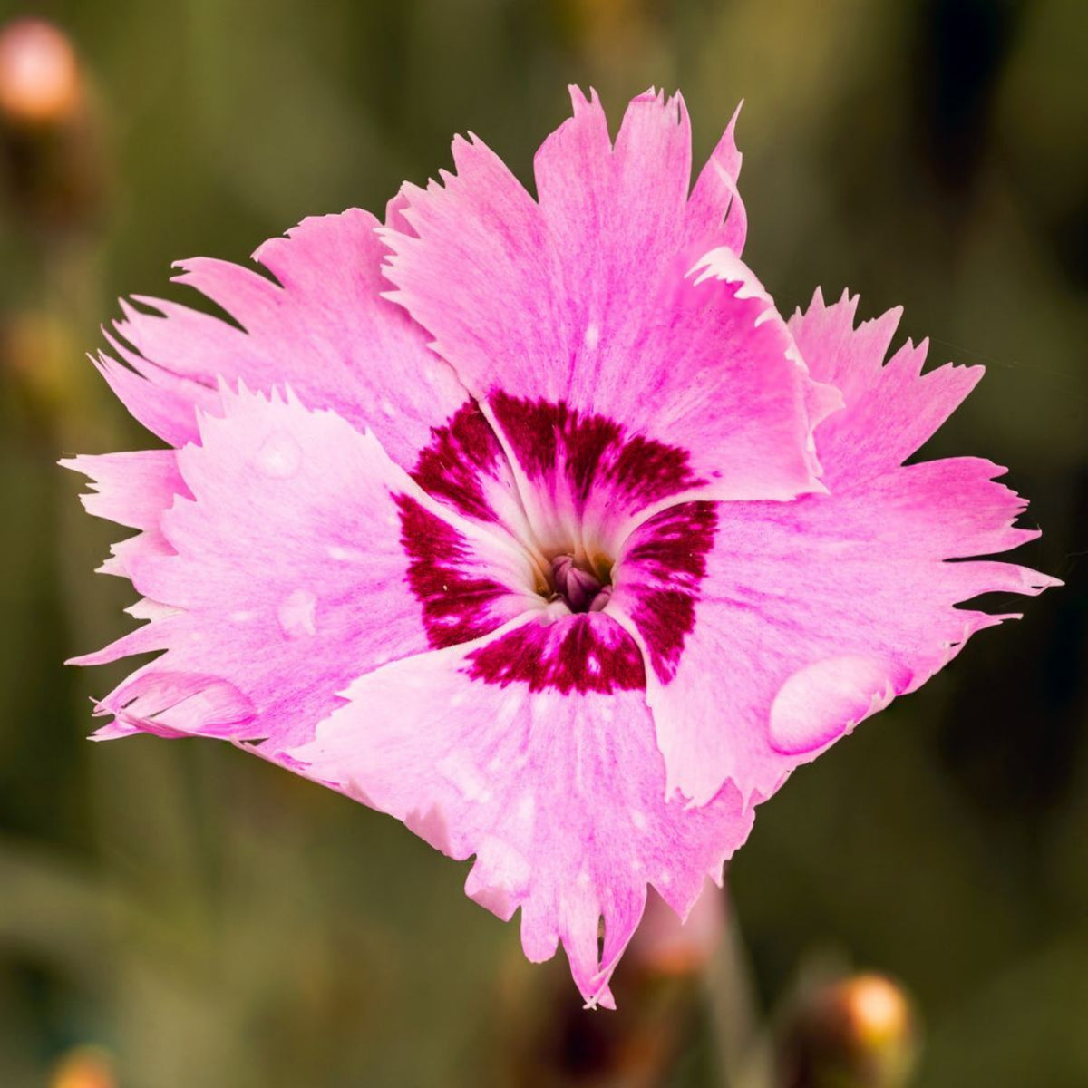 Cottage Pinks Carnations Seeds - Dianthus Seeds, 30 seeds