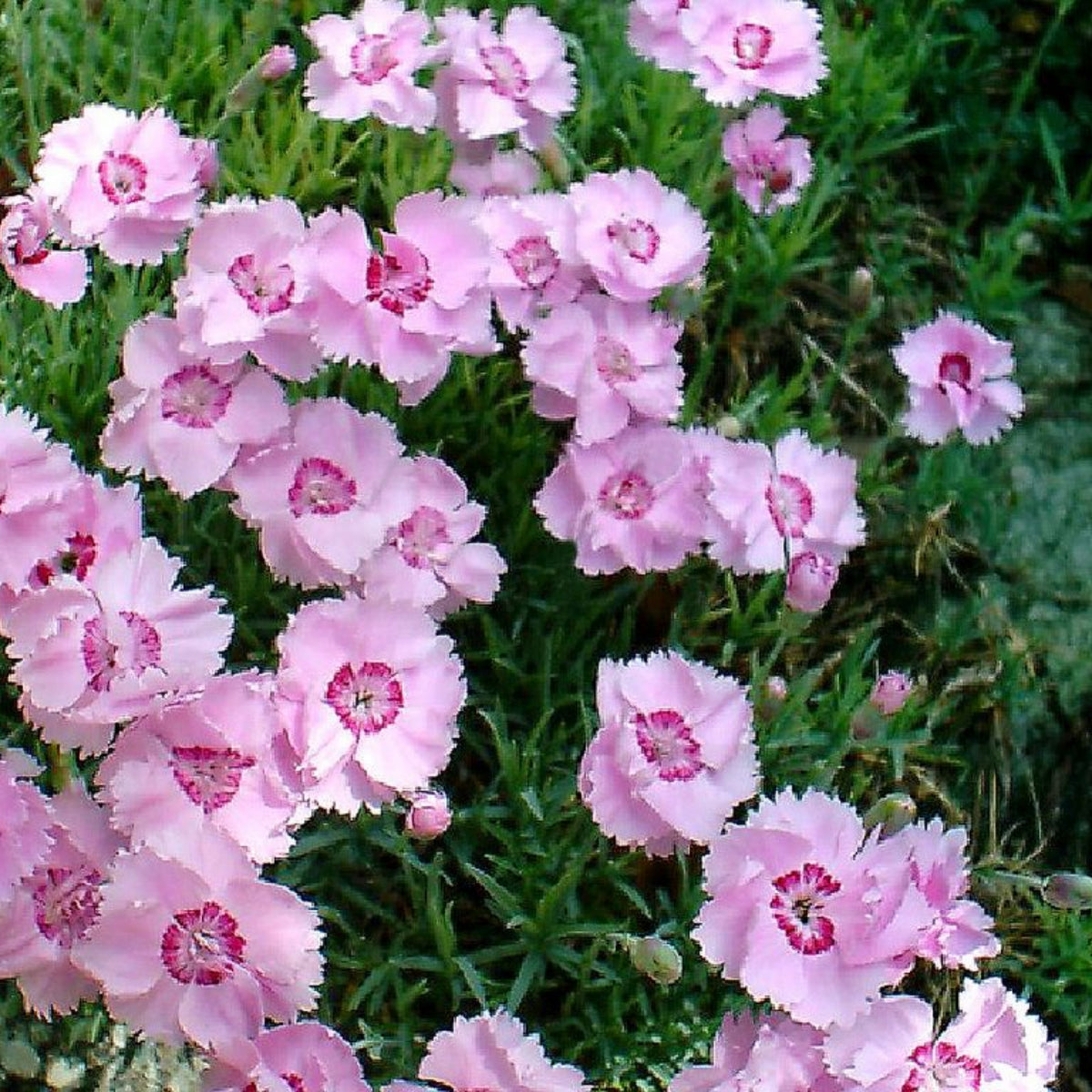 Cottage Pinks Carnations Seeds - Dianthus Seeds, 30 seeds