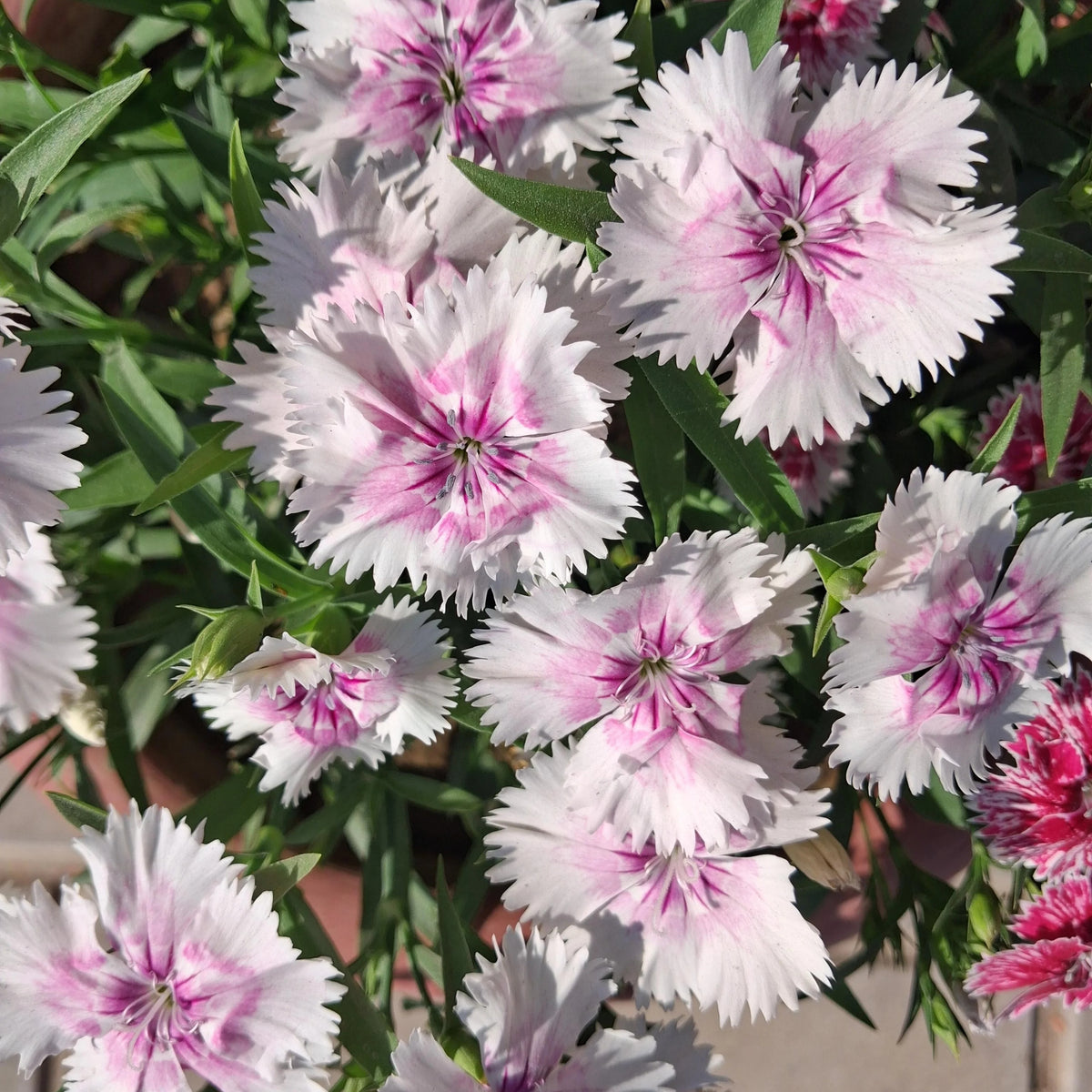Cottage Pinks Carnations Seeds - Dianthus Seeds, 30 seeds