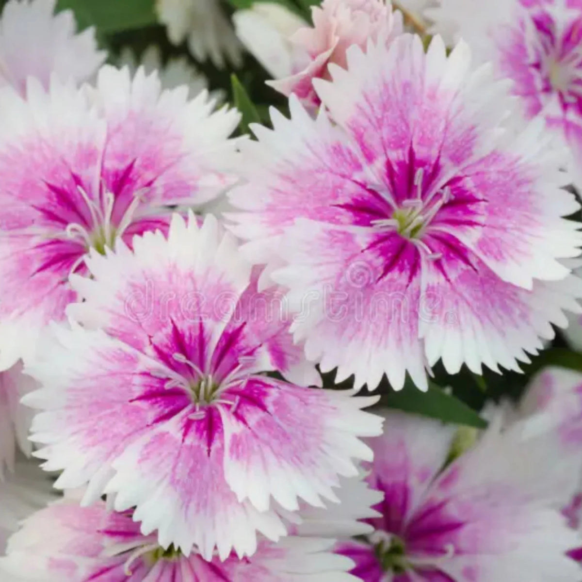 Cottage Pinks Carnations Seeds - Dianthus Seeds, 30 seeds