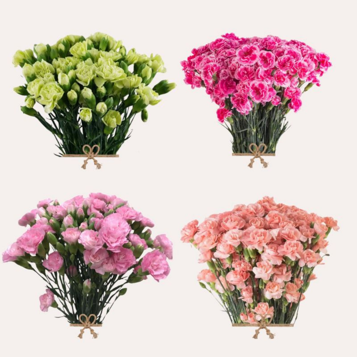 Mixed Mini Carnations Seeds - Dianthus Seeds, 30 seeds