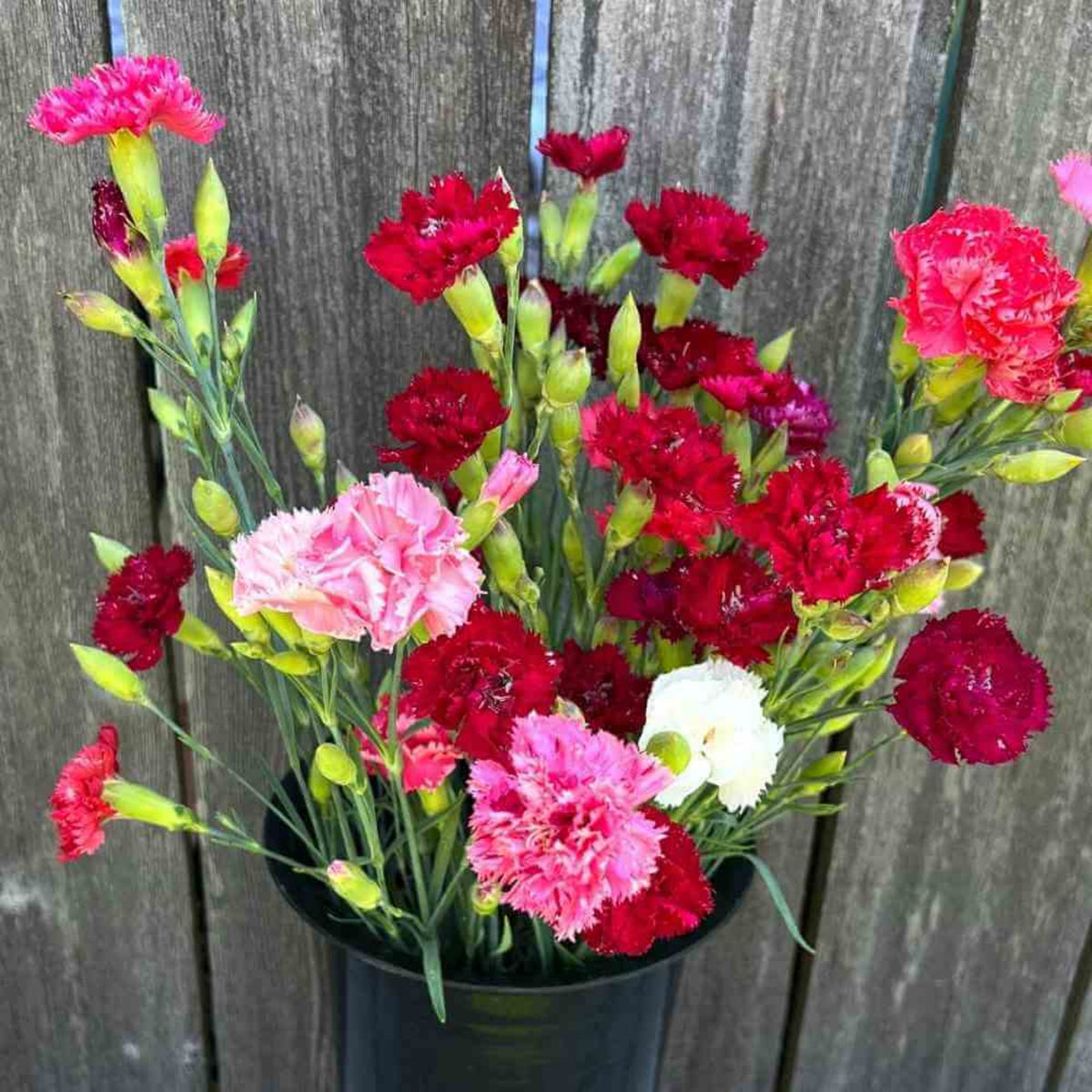 Mixed Mini Carnations Seeds - Dianthus Seeds, 30 seeds