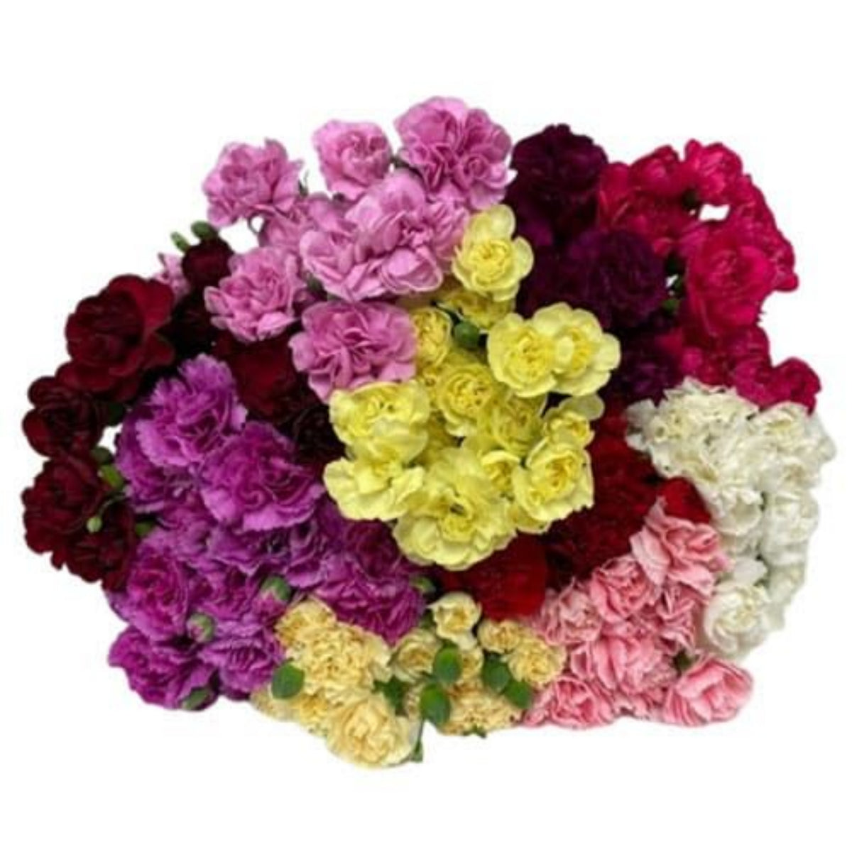 Mixed Mini Carnations Seeds - Dianthus Seeds, 30 seeds