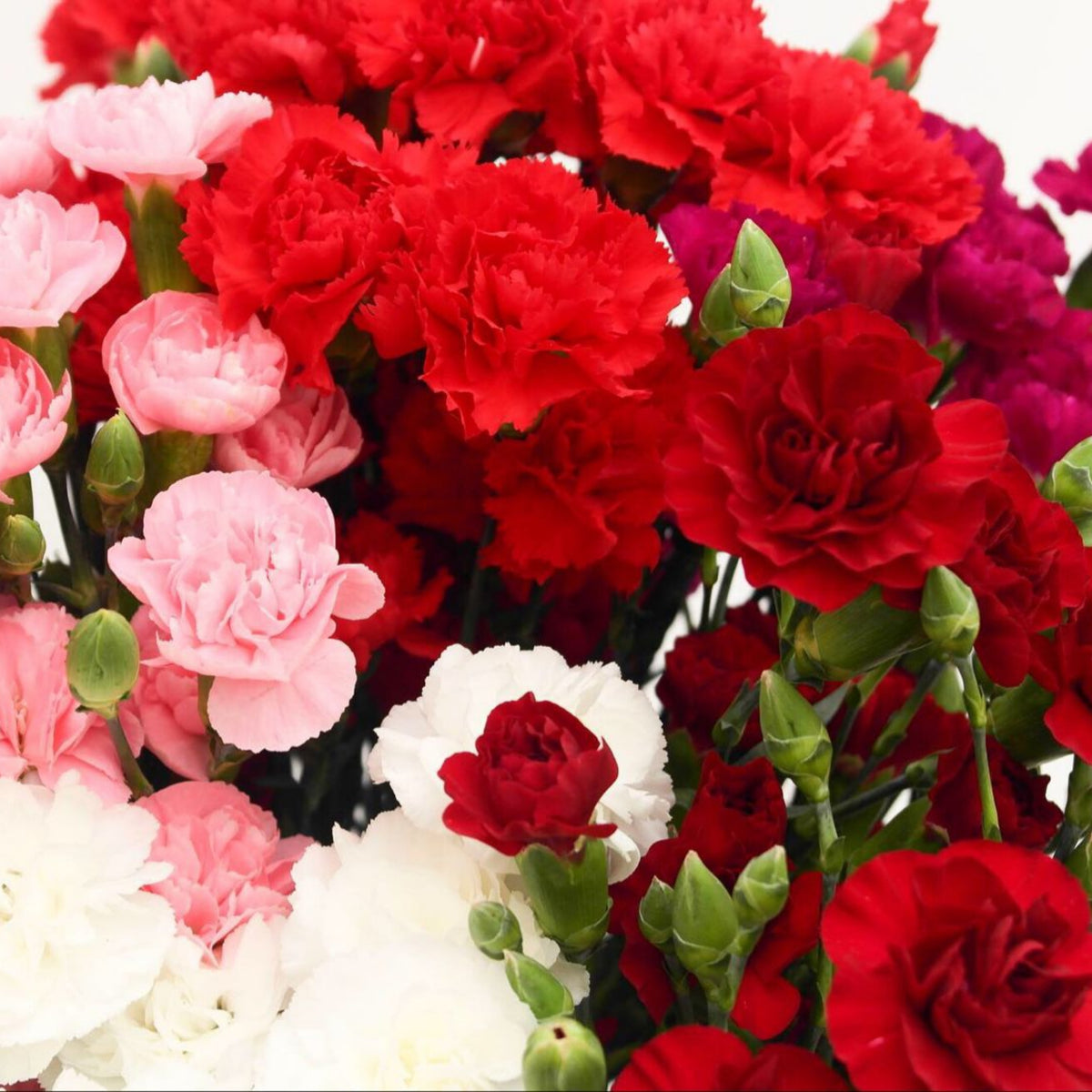 Mixed Mini Carnations Seeds - Dianthus Seeds, 30 seeds