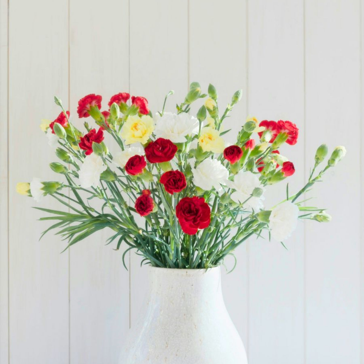 Mixed Mini Carnations Seeds - Dianthus Seeds, 30 seeds