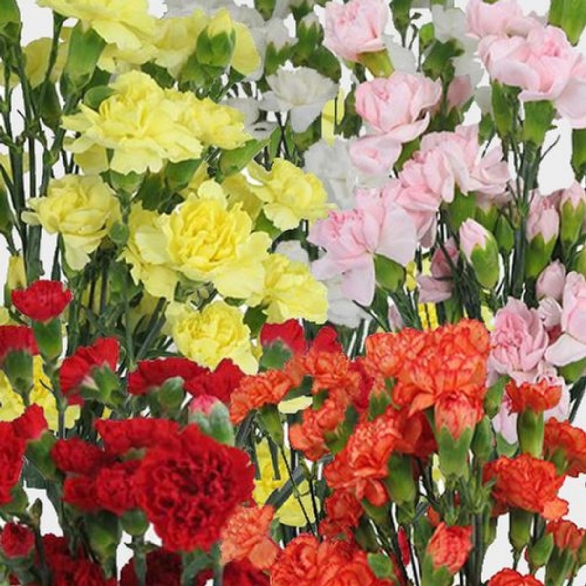 Mixed Mini Carnations Seeds - Dianthus Seeds, 30 seeds