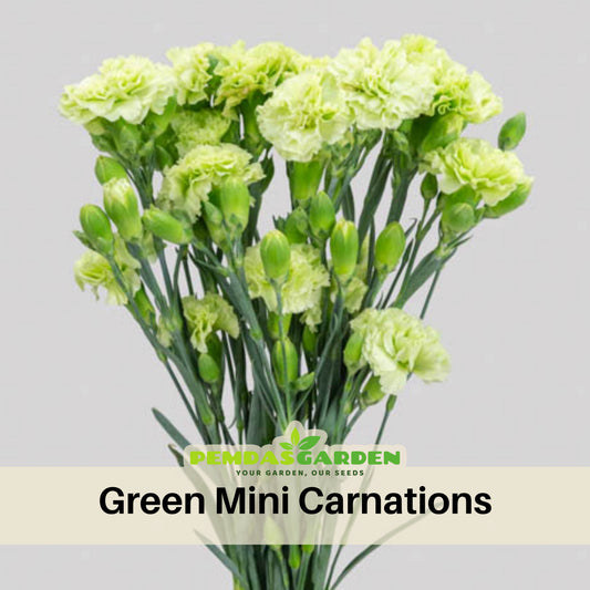Green Mini Carnations Seeds - Dianthus Seeds, 30 seeds