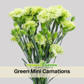 30 Green Mini Carnations - Dianthus Seeds - Authentic - Open-Pollinated - Organic - Heirloom - Flower Seeds - Mix Seeds to Plant - #ca37